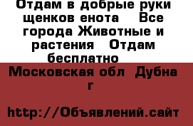 Отдам в добрые руки щенков енота. - Все города Животные и растения » Отдам бесплатно   . Московская обл.,Дубна г.